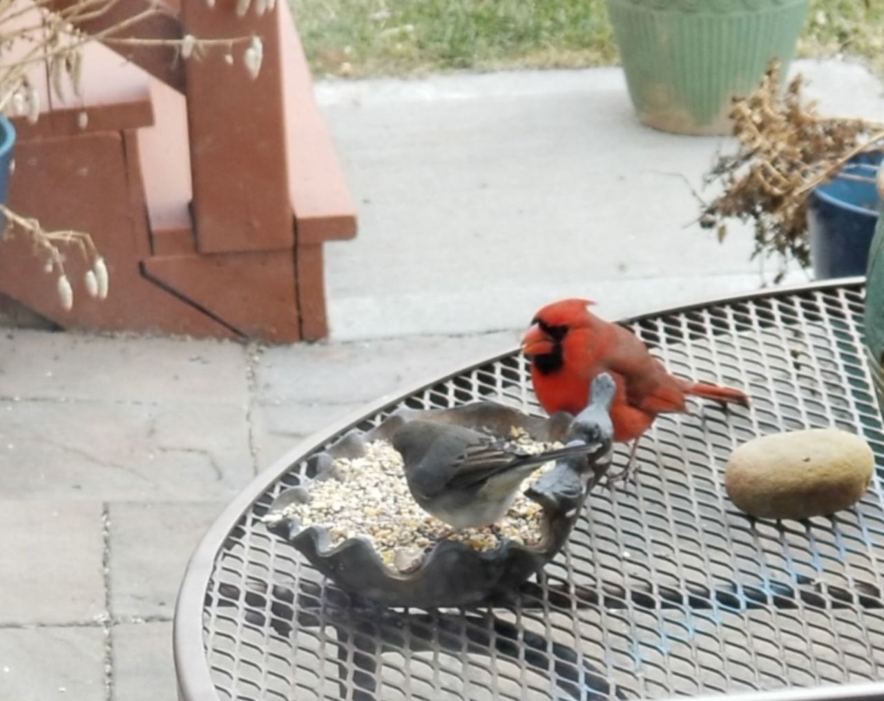 Fire Sale! Small Wild Birds Feeder Cast Iron Persimmon Leaf  Outdoor Wildbird Gardening
